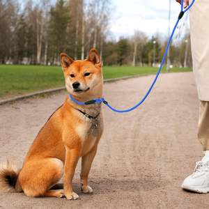 Classico 6 pz 5FT guinzaglio per cani in Nylon resistente comodo per cani di piccole dimensioni - Product Image 5