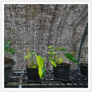 Nhà kính sử dụng tùy chỉnh bóng râm Lưới 50% bóng râm nông bóng râm <span class=keywords><strong>Net</strong></span> trong vườn rau nông nghiệp - Product Image 6
