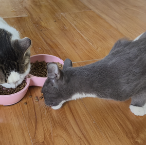 Cibo Secco per Gatti con 28 Nutrienti, Formula Senza Cereali per Tutte le Fasi della Vita, Gusto Personalizzato, Alimenti per Animali Domestici all'Ingrosso - Product Image 4