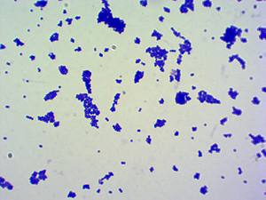 Lames de microbiologie médicale Lames de microscope 50 pièces Lames éducatives préparées Éducation de microbiologie médicale - Product Image 3