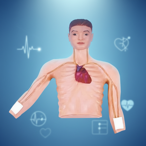 Maniquí <span class=keywords><strong>de</strong></span> Entrenamiento <span class=keywords><strong>de</strong></span> Intervención PICC Buywells GD/L69E, Maniquí <span class=keywords><strong>de</strong></span> Entrenamiento <span class=keywords><strong>de</strong></span> Intubación Intravenosa, Ayuda Didáctica Hospitalaria <span class=keywords><strong>de</strong></span> SICHUAN - Product Image 5