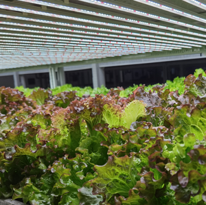 App-Tunable LED Grow Light Lettuce / Strawberry / Tomato Higher Yield Lighting in Extreme Climates -10&deg;C to 40&deg;C - Product Image 3