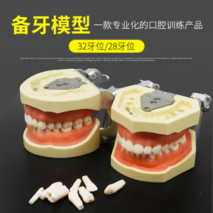 Modèles de dents en résine pour la formation dentaire, ensemble d'entraînement pour usage domestique, équipement et accessoires de thérapie orale pour adultes, 19g - Product Image 3