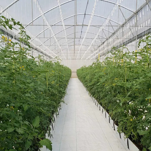 Greenhouse Use PP Soilless Cultivation Growing <strong>Trough</strong> for <strong>Vegetables</strong> Roses Cut Flowers Agriculture - Product Image 2