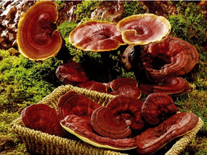 Polvo de Extracto de Hongo Reishi Orgánico Nutritivo Fresco de Alta Calidad, Ganoderma Lucidum 10:1, Probado por Terceros, Antioxidante para Adultos - Product Image 3