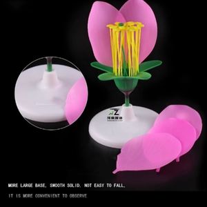 Modelo de Anatomía Estructural de Pétalos y Estambres de Flor de Durazno, Tamaño Real, Maniquí de PVC Avanzado para Educación Médica y Científica - Product Image 3