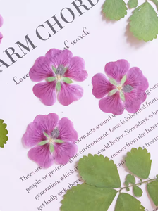 Arbuste <span class=keywords><strong>Althea</strong></span> pétale bricolage bougie savon faisant plante naturelle écologique <span class=keywords><strong>fleur</strong></span> pressée séchée - Product Image 2