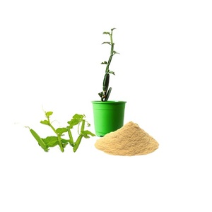Poudre d'extrait de Cissus Quadrangularis de haute qualité dérivée de source végétale naturelle utilisée dans les produits alimentaires de formules traditionnelles - Product Image 1
