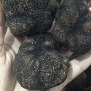 Trufas de Champiñones Comestibles Premium de Detan Export - Product Image 5