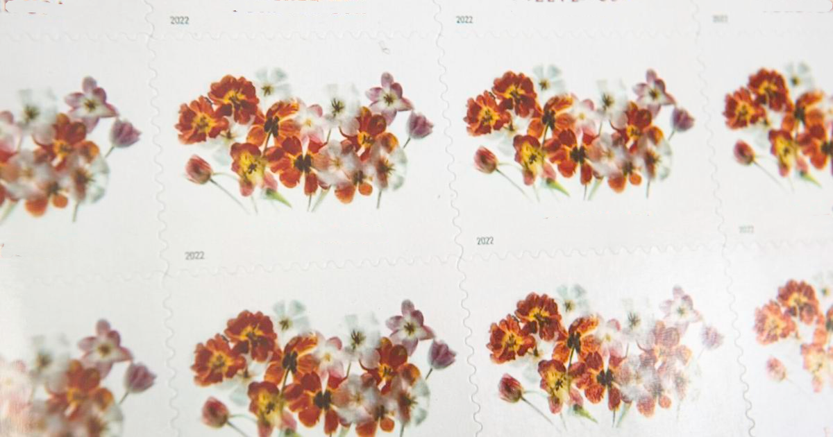Tulipes 2022 MY-RX116