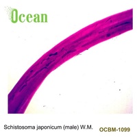 Schistosoma Japonicum (male) W.M. Parasite High Quality Lab Histology Microscope Prepared Slides