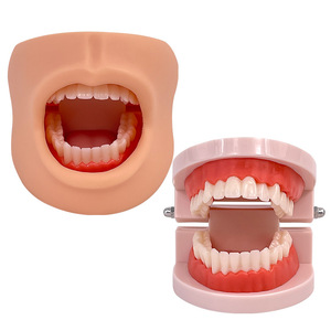 Modelo avanzado de higiene bucal (con mejillas) Modelo de higiene bucal, modelo de cuidado dental - Product Image 1