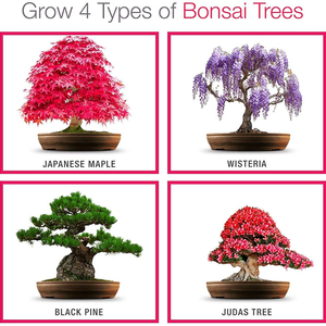 Easy <span class=keywords><strong>bonsai</strong></span> Tree Starter plant kit con tipo japonés <span class=keywords><strong>Maple</strong></span> Black Pine Wisteria Judas Tree <span class=keywords><strong>Bonsai</strong></span> - Product Image 5