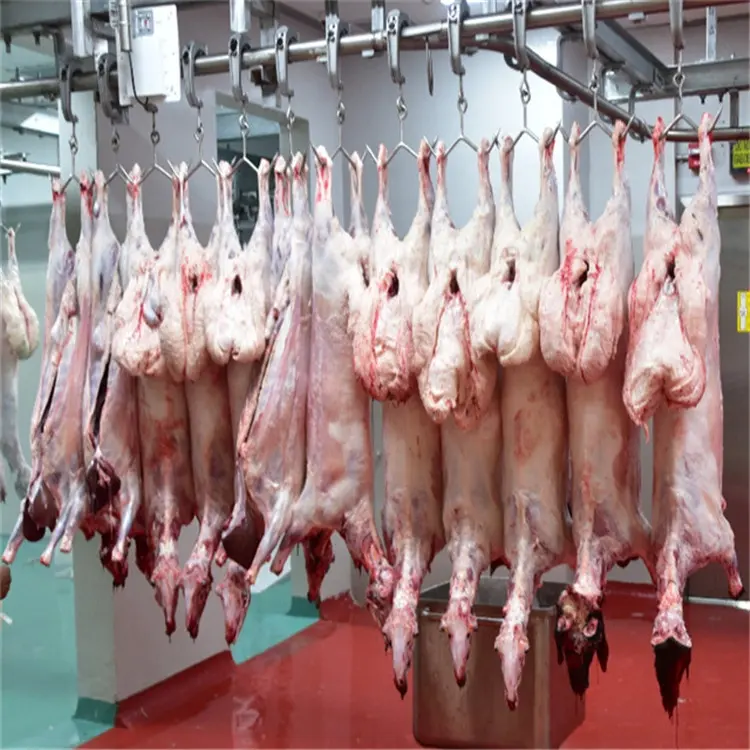 Aangepaste Halal Lamsvlees Slachten Proces Voor Schapen Abattoir