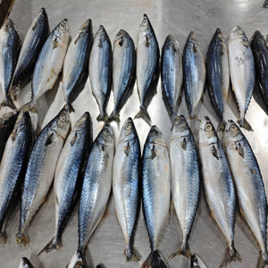 سمك الماكريل الكامل المجمد بتقنية IQF، نسبة التجمد 10%، بيع بالجملة - Product Image 1