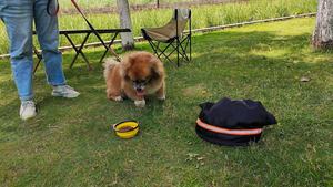 बक्का उपहार कस्टम कुत्ते भोजन बैकपैक 26 एलबीएस 20l क्षमता रिसाव-प्रूफ पानी प्रतिरोधी फैशन कुत्ते खाद्य भंडारण कंटेनर - Product Image 3