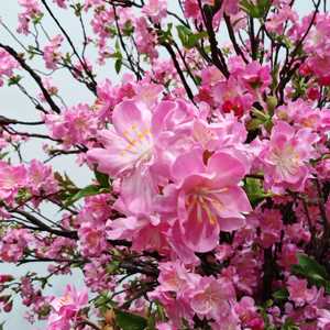 Plante artificielle en pot de fleurs de cerisier réalistes de luxe YR |   Personnalisé pour les espaces commerciaux européens/américains - Product Image 5