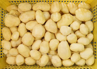 Nouvelle ligne de traitement automatique de lavage et de pelage de pommes de terre et de légumes Fengxiang avec machine à peler à lame spirale