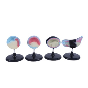 Chất lượng cao sinh học hỗ trợ giảng dạy vật liệu PVC ếch phôi mô hình phát triển - Product Image 2