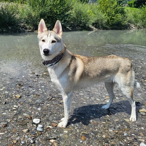 Collier de chien en tissu personnalisé écologique haut de gamme imprimé/brodé collier de chien personnalisé par sublimation en gros avec logo et nom - Product Image 5