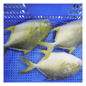Vendita calda di origine della cina congelato <span class=keywords><strong>Pompano</strong></span> dorato per Singapore Malaysia - Product Image 2
