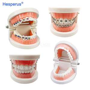Modèle de dents dentaires orthodontiques standard avec accolades Supports en métal/céramique pour l'étude de la dentisterie HESPERUS - Product Image 2