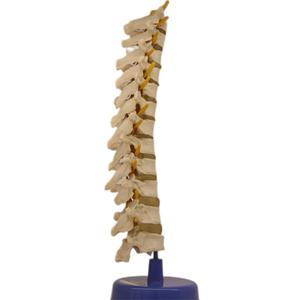 Modelo de enseñanza de Pelvis para <span class=keywords><strong>hombre</strong></span>, suministro directo de fábrica - Product Image 2