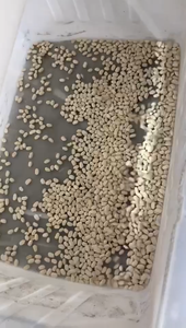 San ông Zhong tự động đậu SORTER Máy vành đai loại màu phân loại và hình dạng phân loại cho kastoria Khổng Lồ Trắng đậu - Product Image 2