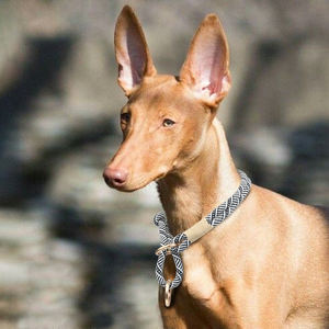 Nuevo y elegante Collar de perro trenzado a mano de nailon de lujo para perros pequeños, medianos y grandes, collares ajustables suaves para cachorros sin tirones para entrenamiento de mascotas - Product Image 5