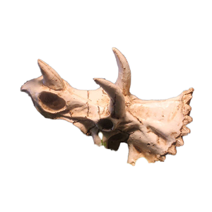 Tianbo Kunstharz-Dinosaurierschädel Umweltfreundliche Innendekoration für Reptilien- und Amphibienbedarf 16x8x11cm - Product Image 4