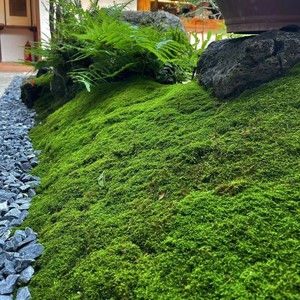 Pequeñas decoraciones artificiales de PVC Pared de musgo bonsái pared planta verde arbustos falsos hierba ecológica plástico decorativo césped piedra - Product Image 1