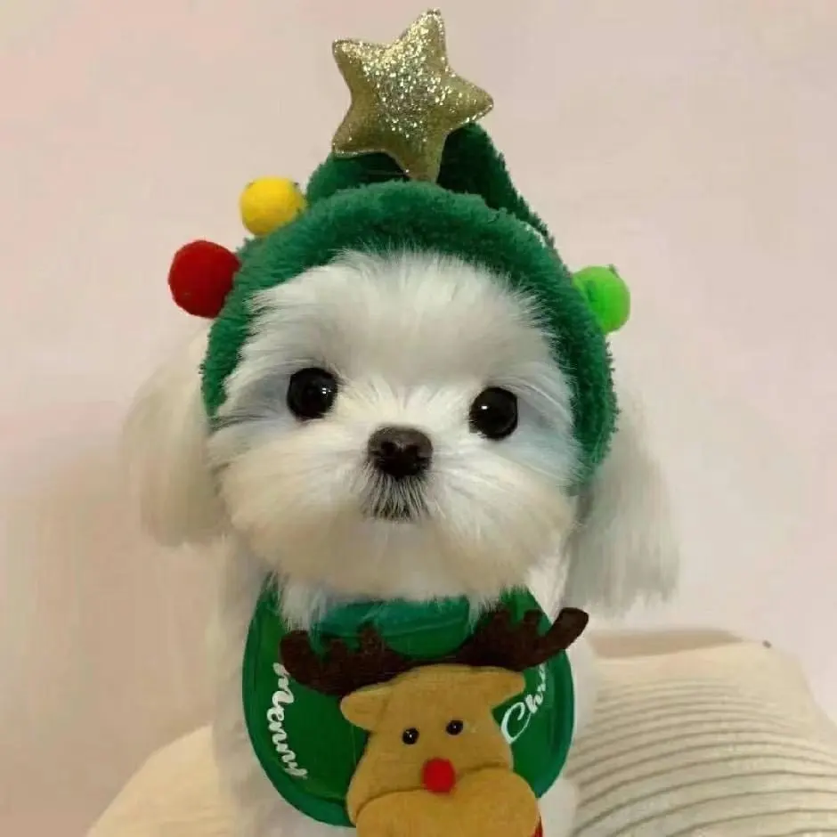 Natal Pet Vestuário Roupas De Gato Chapéu & Saliva Cachecóis Vestidos Terno Conjunto para Cães Grandes
