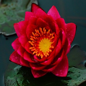 Pack Super Économique : Tuber de Nymphaea <span class=keywords><strong>James</strong></span> Brydon Hardy Water Lily et Panier Aquatique Pro - Product Image 3