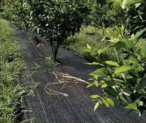 Tela especial para control de malezas en jardines de villas, barrera resistente negra para malezas con líneas de delimitación para la construcción de paisajes de lujo - Product Image 2