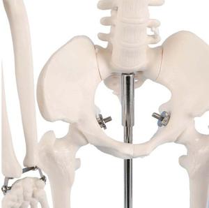 Modelo <span class=keywords><strong>de</strong></span> Anatomía Educativo <span class=keywords><strong>de</strong></span> Ciencias Médicas, Modelo <span class=keywords><strong>de</strong></span> Esqueleto Humano Artificial <span class=keywords><strong>de</strong></span> PVC Plástico <span class=keywords><strong>de</strong></span> 200 <span class=keywords><strong>Huesos</strong></span> para Enseñanza, 85 cm - Product Image 5