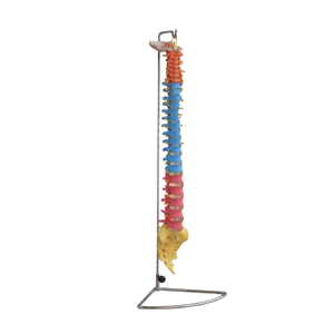 ADA Medical Science Cráneo de PVC de tamaño real con columna vertebral de color para enseñar y aprender anatomía - Product Image 2