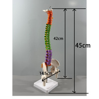 Modèle de vertèbres et colonne vertébrale colorées de 45 cm, modèle d'anatomie du squelette humain pour l'enseignement des articulations