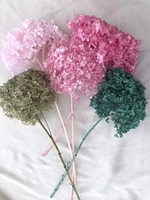 Fleurs préservées de haute qualité en gros, Hortensia à grandes feuilles blanc pur Anna pour la décoration de mariage, de maison et de fête