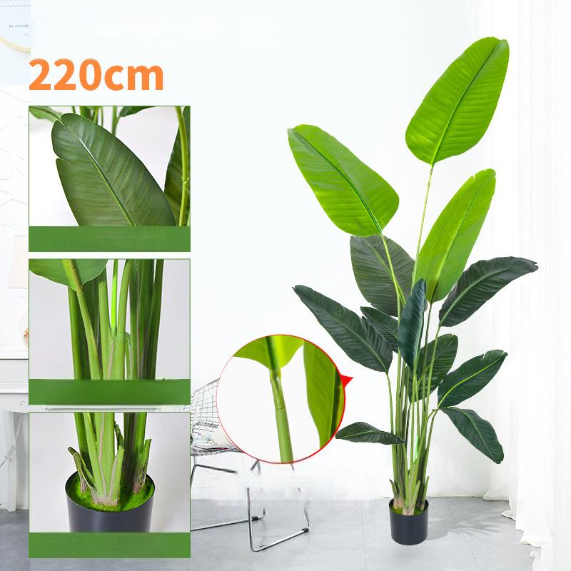 220cm With black plastic flowerpot