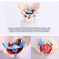 Modèle anatomique de bassin féminin Chinon A1037, matériau PVC avancé, haute qualité, certifié ISO, squelette réaliste, sciences médicales