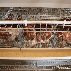 Yüksek kalite tam otomatik 3-Tier sıcak daldırma galvanizli yumurta tavuk yetiştirme kafes 10000 tavuk kümesi kullanımı kolay - Product Image 4