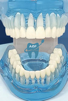 [Aifan Dental] estándar modelo de dientes práctica falsa dental M7001 modelo estándar Dental modelo