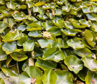 Ekstrak Bunga Teratai Biru Berkualitas Tinggi Standar GMP, Bubuk Kelas Makanan 100% Alami, Diekstraksi dengan Pelarut, 80 Mesh, Kemasan Vakum dalam Drum