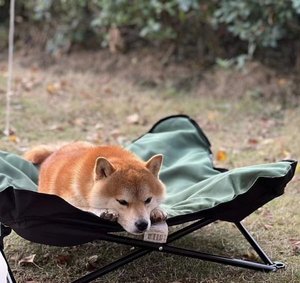 Açık köpek yükseltilmiş yatak seyahat köpek kamp yatağı katlanabilir köpek yükseltilmiş yatak - Product Image 5