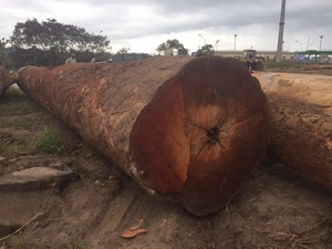 Natural Preservative Tali Logs High Strength African Hardwood Strong Load Bearing Export Grade 4m Length 60cm Diameter - Product Image 2