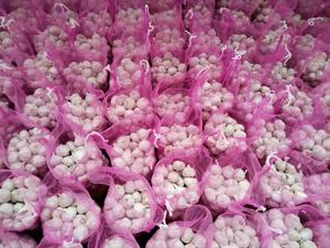 中国供应商以低廉的价格批发优质新鲜蔬菜大蒜 - Product Image 5