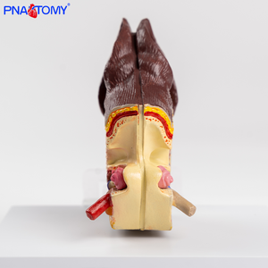 Modèle d'anatomie des oreilles canines en plastique pour l'enseignement et la démonstration dans les hôpitaux vétérinaires spécialisés dans les soins canins - Product Image 4