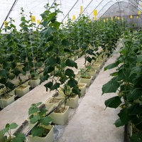 Seau hydroponique néerlandais Bato de 11 L avec couvercle multi-trous à siphon coudé pour irrigation recirculante pour la culture de tomates