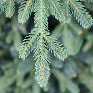 High Quality Artificial Christmas Trees <b>Ornaments</b> Wholesale Green Christmas Tree <b>Small</b> Xmas Tree - Product Image 2