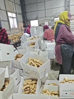 Gingembre frais jaune en vrac du Yunnan Chine Gingembre frais du Yunnan de qualité supérieure pour les opérations de transformation des aliments
